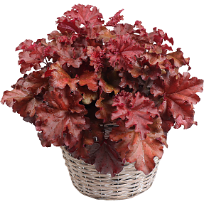 Alunrod, Heuchera, 23 cm potte