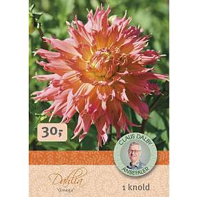 Claus Dalby Dahlia Omega