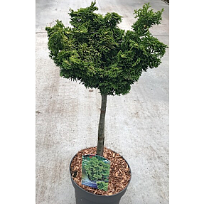 Chamaecyparis Nana Aurea on stem