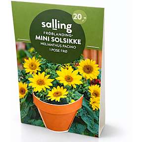 Salling potte med frøblanding - Mini Solsikke Helianthus Pacino