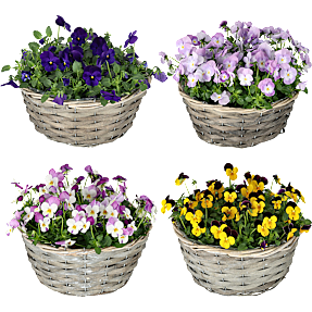 Stedmoderblomster, Viola, 25 cm kurv