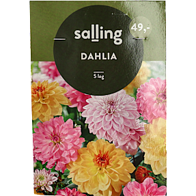 Salling blomsterløg Dahlia Mix