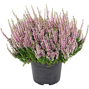 Hedelyng knopblomstret, Calluna budflowers, 17 cm potte