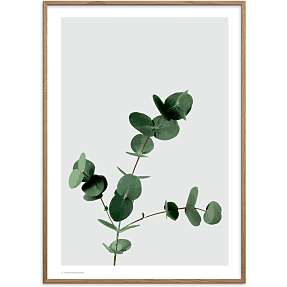 Eucalyptus - 70x100 cm