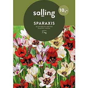 Salling blomsterløg Sparaxis