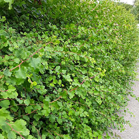 Fjeldribs 30-50 cm - hæk - 25 stk. pr. bundt