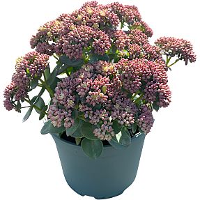 Stauden mix, 19 cm potte