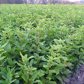 Fuglekirsebær 30-60 cm - træ - 25 stk. pr. bundt