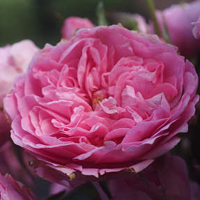 Sweet Winner Barrodet haverose 3 stk.