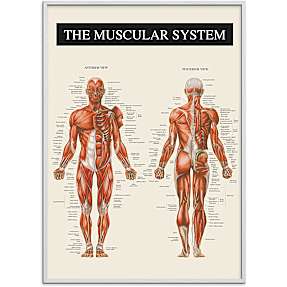 Muskulatur - 70x100 cm