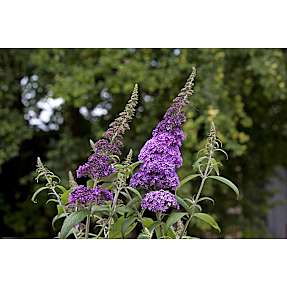 Blomstrende buske, 17 cm potte