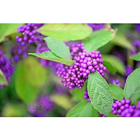 Glasbær - Callicarpa bodinieri 'Profusion'