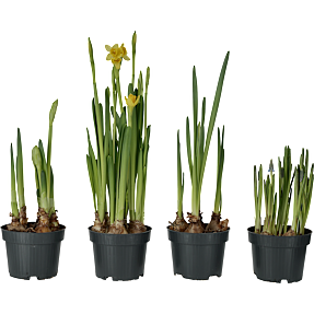 Løgmix i 10,5 cm potte  - flere varianter - assorteret