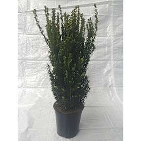 Taxus media hillii, 60-80 cm