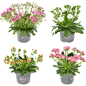 Porcelænsblomst - flere varianter - assorteret
