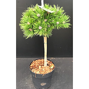 Pinus Densiflora opstammer 26 cm potte