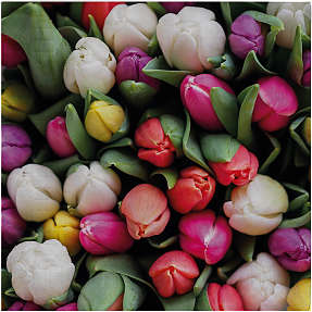 Mønstrede servietter 33x33 cm 20-pak