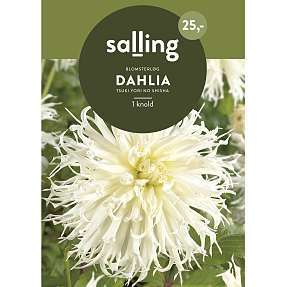 Salling blomsterløg Dahlia Tsuki Yori No Shisha