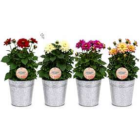 Dahlia - flere varianter - assorteret