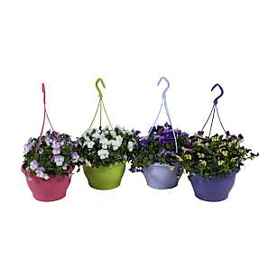 Stedmoder ampel, Viola, 21 cm potte