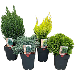 Stedsegrønne planter, coniferen mix, 17 cm potte