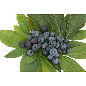 Blåbærbusk, 17 cm potte