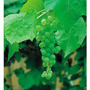 Vinstok