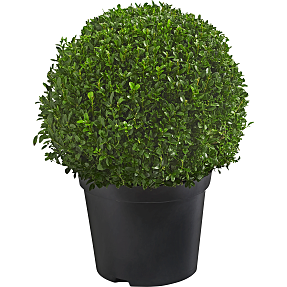 Buksbom kugle, Buxus sempervirens, 26 cm potte