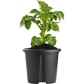 Grouw kartoffelpotte