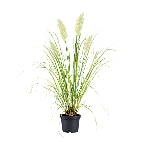 Pampasgræs, Cortaderia Pumilla, 28 cm potte