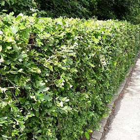 Hvidtjørn 30-50 cm - hæk - 25 stk. pr. bundt