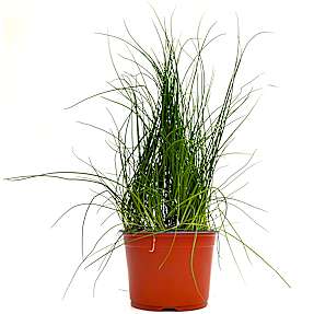 Purløg øko - 15 cm potte