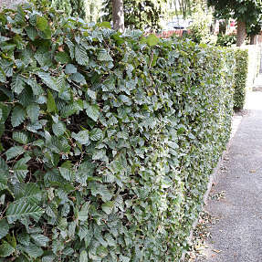 Avnbøg 30-50 cm - hæk - 25 stk. pr. bundt