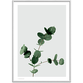 Eucalyptus - 50x70 cm