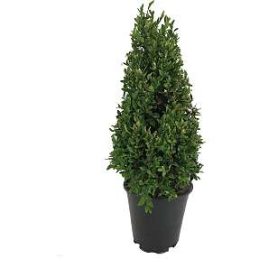 Buksbom, Buxux sempervirens pyramide, 23 cm potte