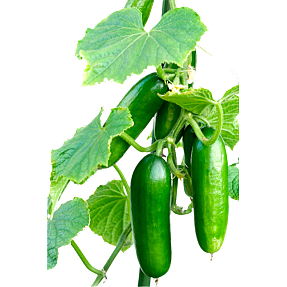 Økologiske agurkeplanter, 10,5 cm potte