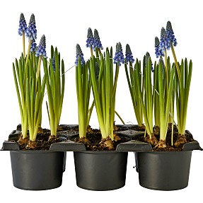 Løgplanter, bakke med 6 planter