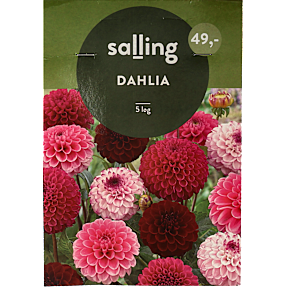 Salling blomsterløg Dahlia Mix
