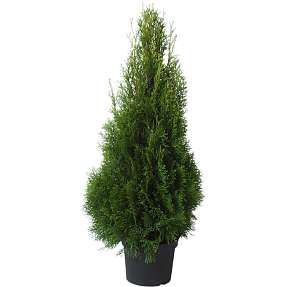 Thuja, Occidentalis smaragd, 21 cm potte