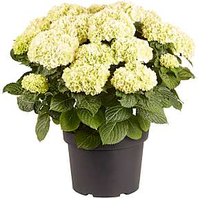 Hortensia, Hydrangea Macrophylla, 29 cm potte