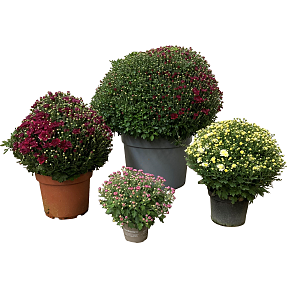 Kugle Chrysanthemum, 19 cm potte