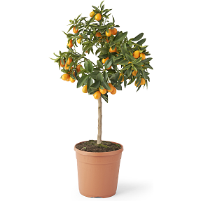 Citrus træ