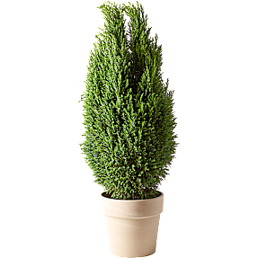 Ædelcypres, Cham. Ellwoodii, 19 cm potte