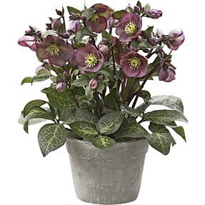 Helleborus, orientalis, 19 cm potte