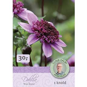 Claus Dalby Dahlia Blue Bayou