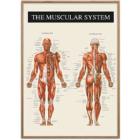 Muskulatur - 70x100 cm