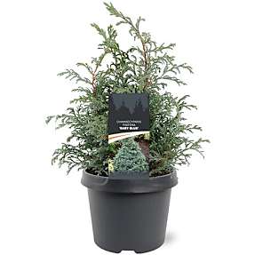 Dværgcypres Chamaecyparis Pisifera - 19 cm potte