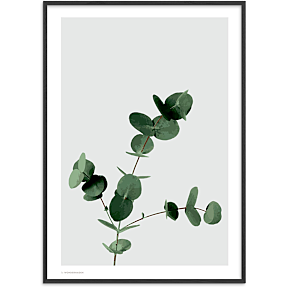 Eucalyptus - 30x40 cm