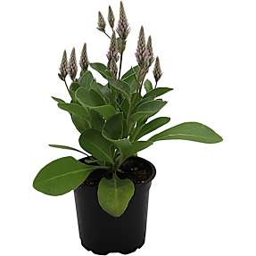 Silkehale, Pink ptilotus, 10,5 cm potte