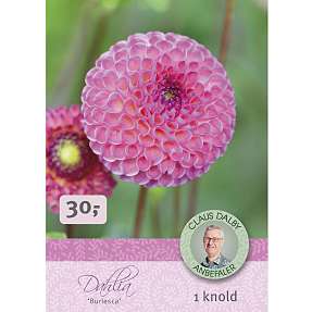 Claus Dalby Dahlia Burlesca